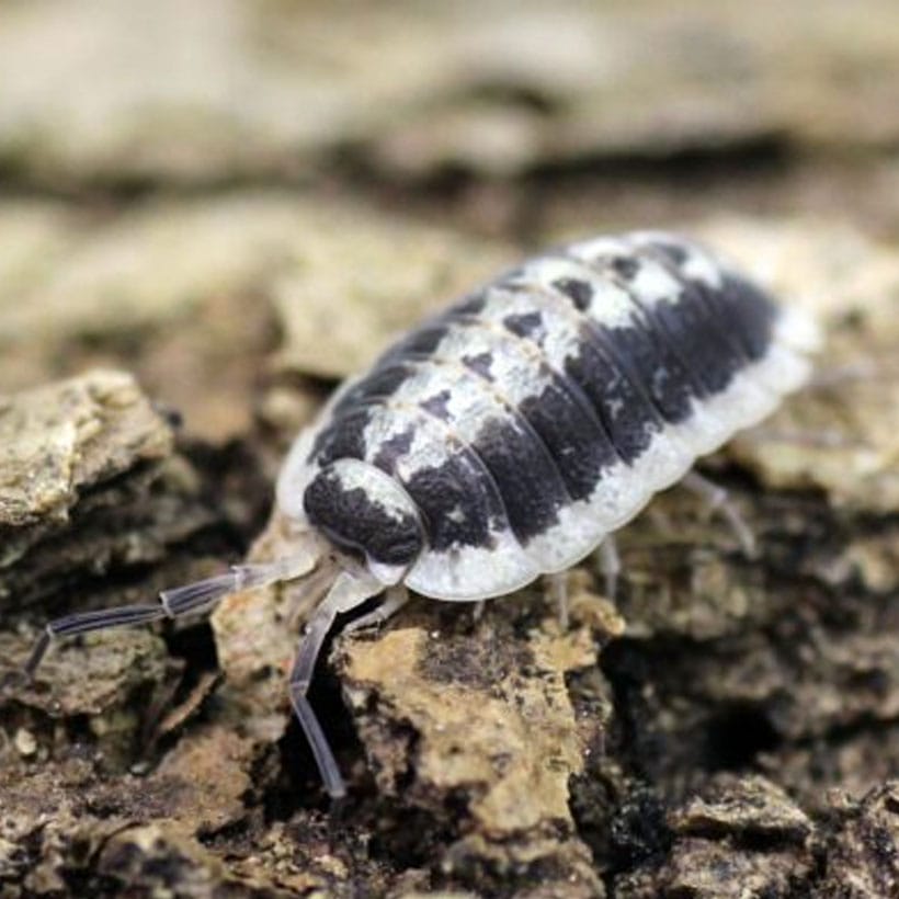 Porcellio flavomarginatus