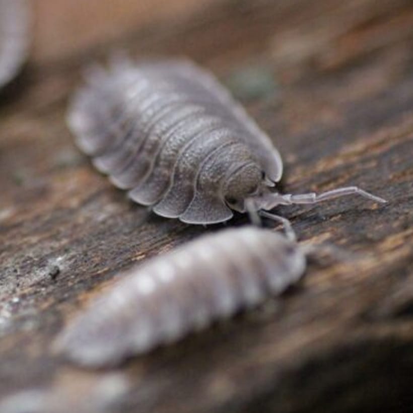 Porcellio spatulatus