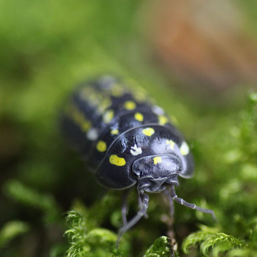 Armadillidium frontetriangulum "Korfu"