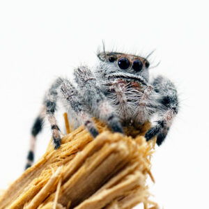 Phidippus-regius-Bahamas