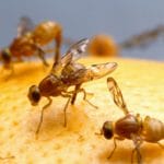Fruchtfliegen auf einem Stück Obst