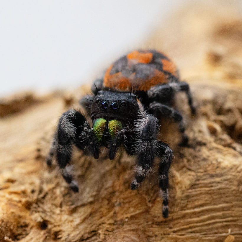 Phidippus audax „Bryantae“-Weibchen