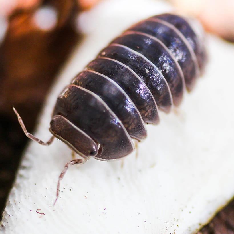 Armadillo-officinalis-2.jpg
