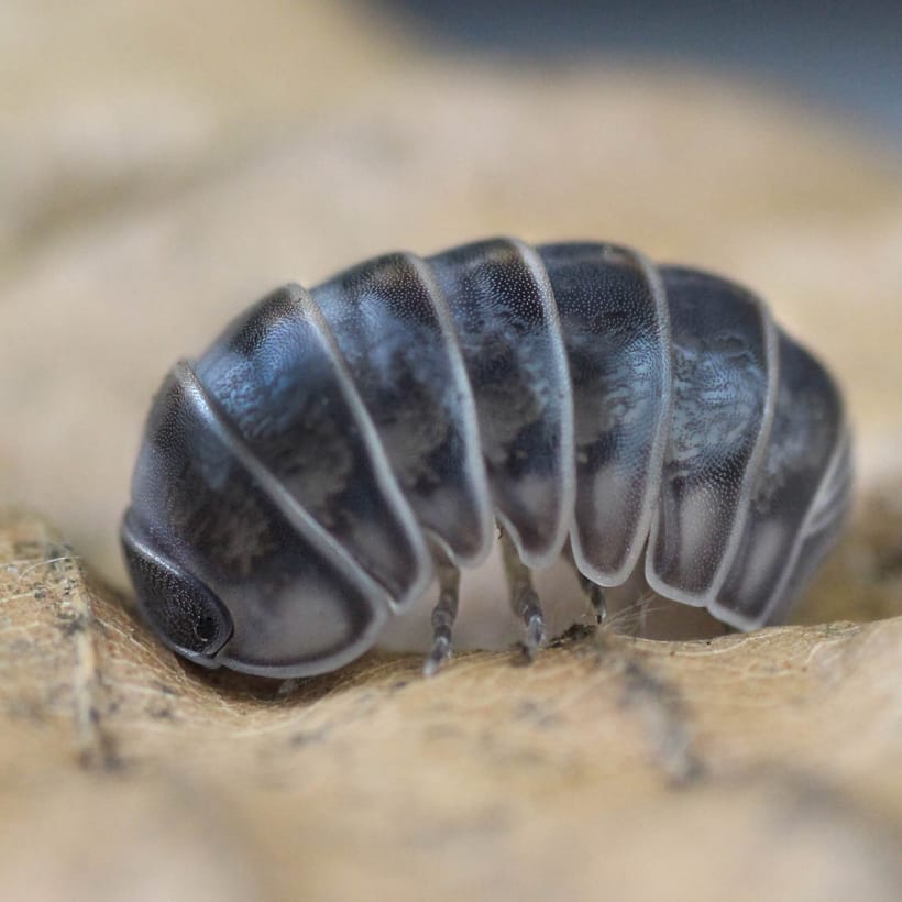 Armadillo-officinalis-_Israel_-2.jpg