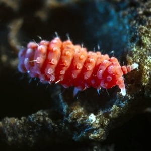 Bilobella-braunerae-2.jpg
