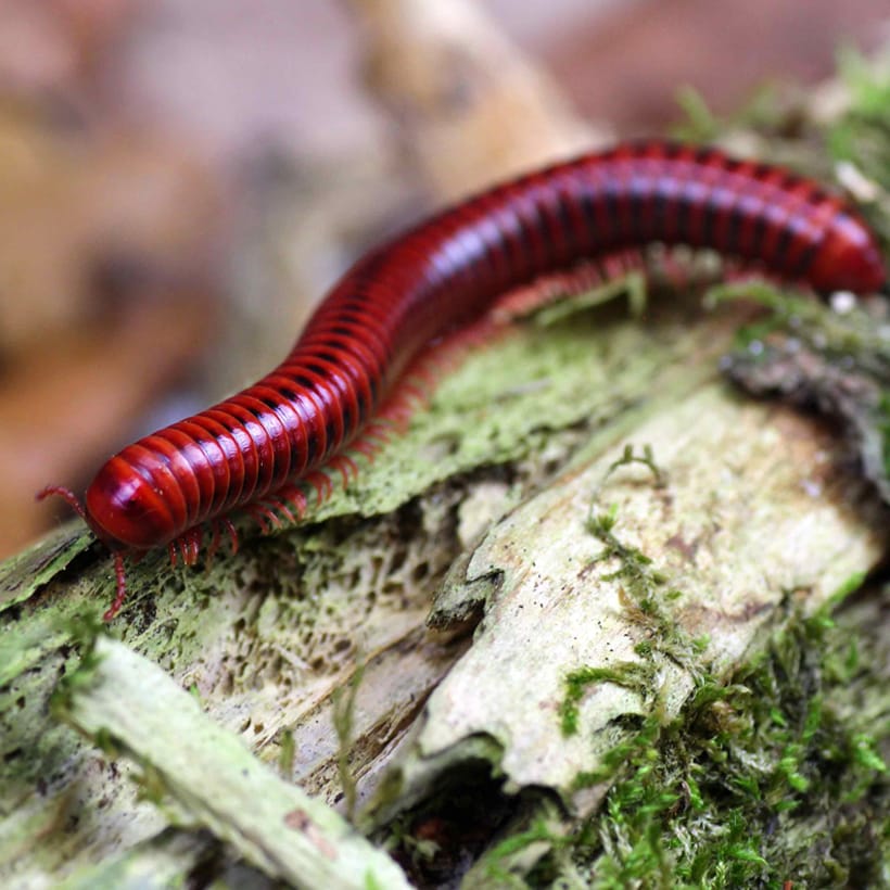 Centrobolus-splendidus-2.jpg
