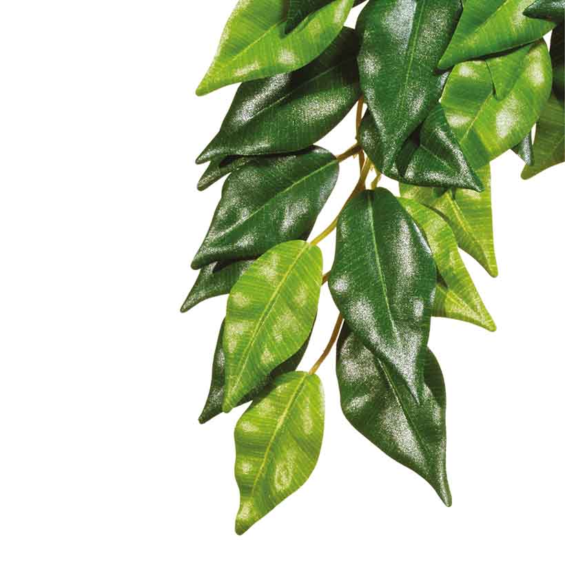 Exo-Terra-Ficus-2.jpg