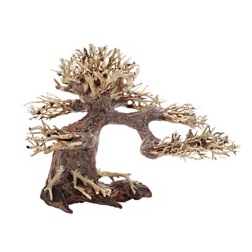 Hobby-Bonsai-2.jpg