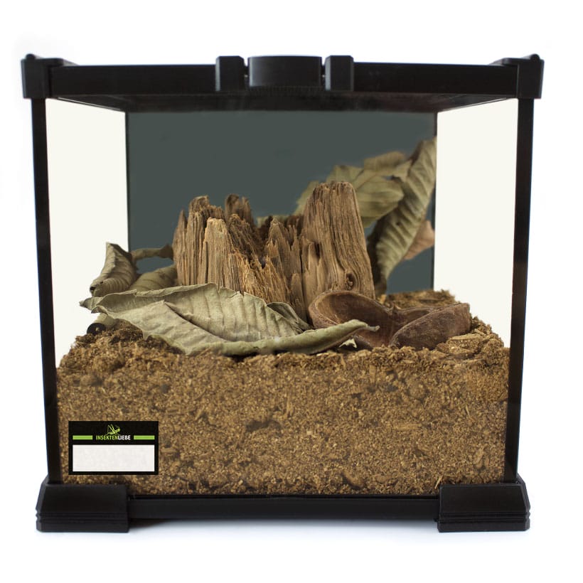 Käfer-Terrarium-Komplettset