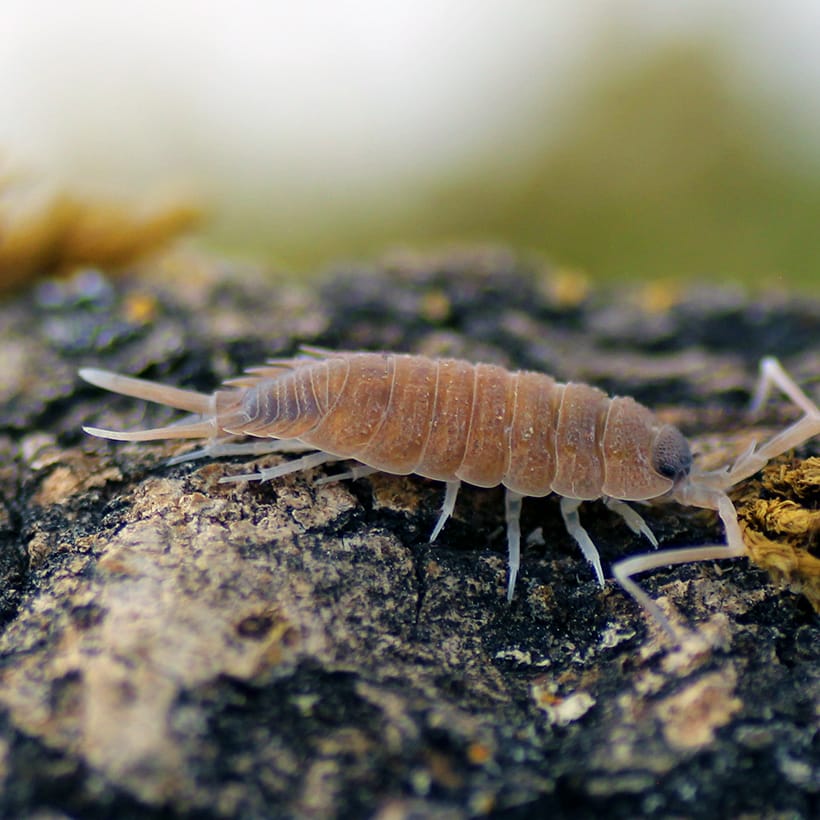 Porcellio-nicklesi-2.jpg