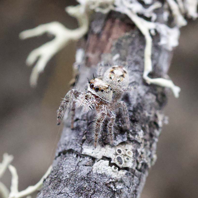 Phidippus otiosus „Kuba“