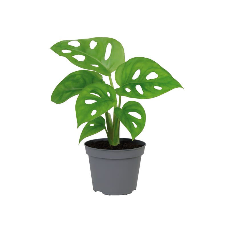 Monstera obliqua