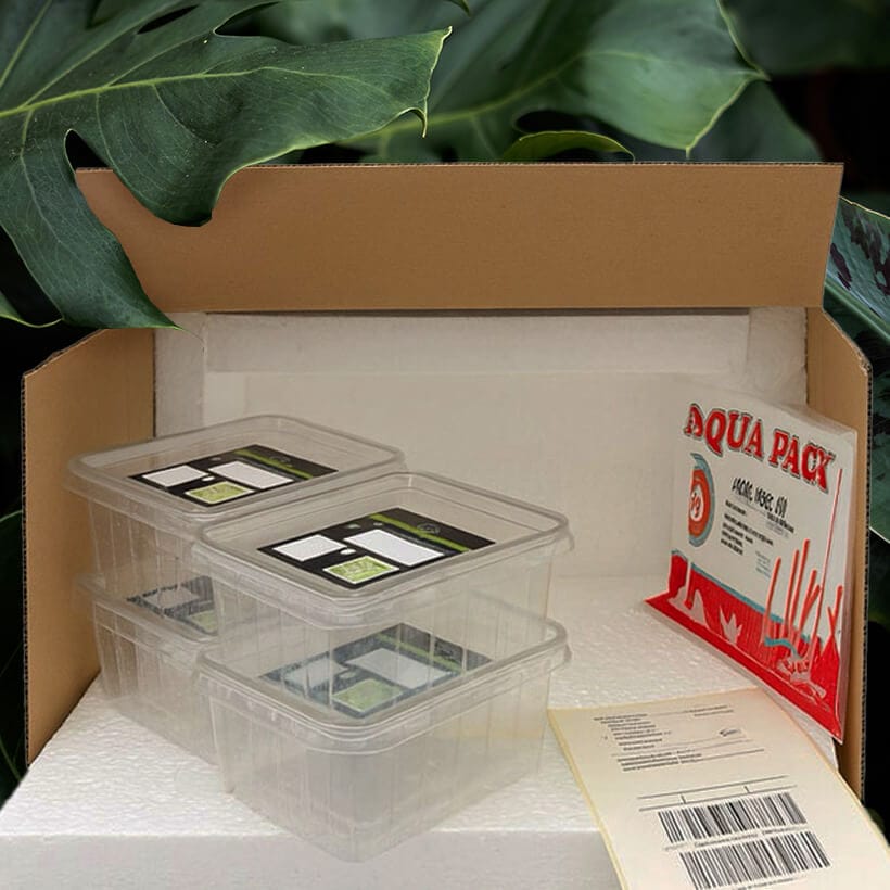 auffangpaket-insektenliebe