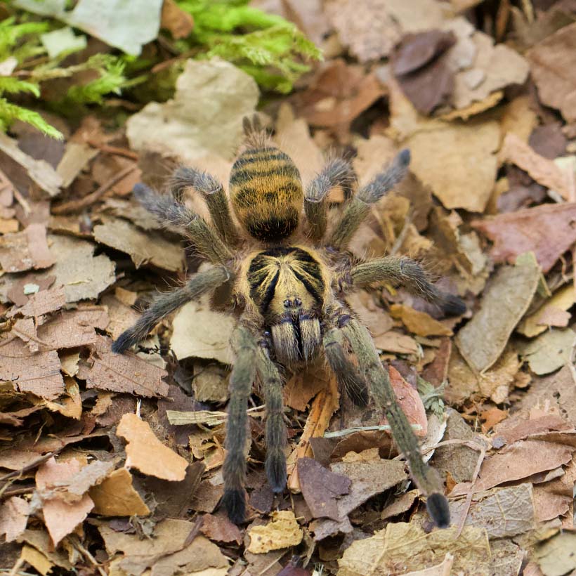 Neoholothele incei