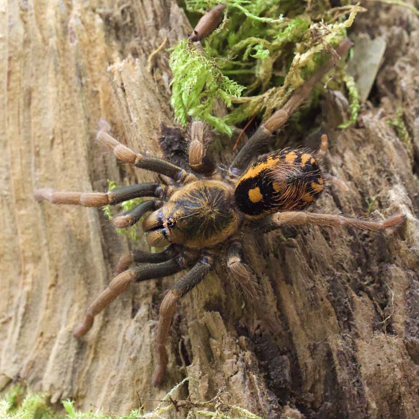 Hapalopus guerreroi