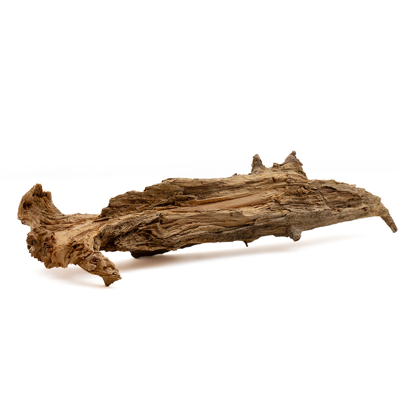 Fichtenwurzel