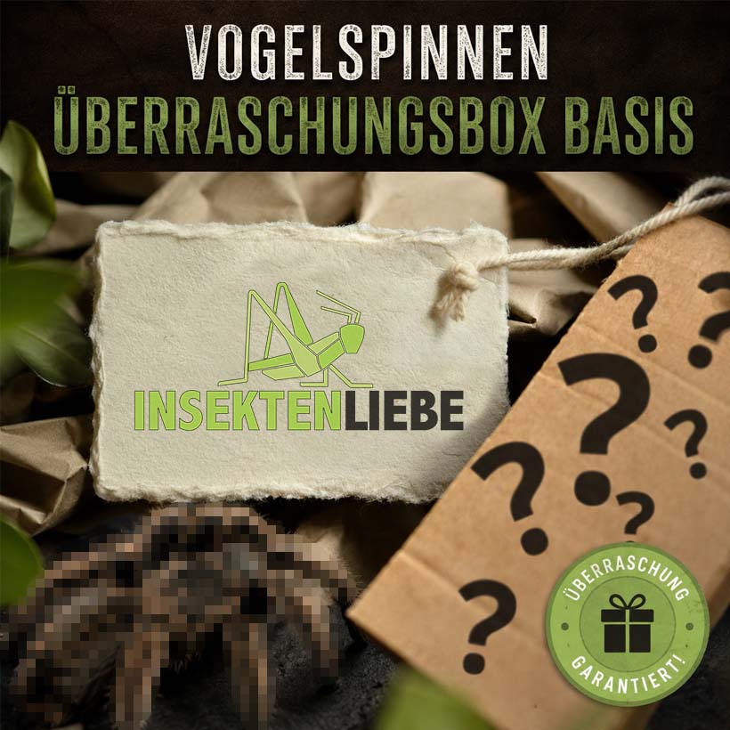 Vogelspinnen-Überraschungsbox Basis