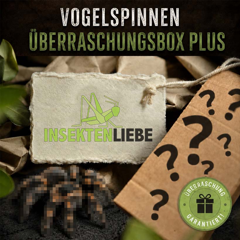 Vogelspinnen-Überraschungsbox Plus