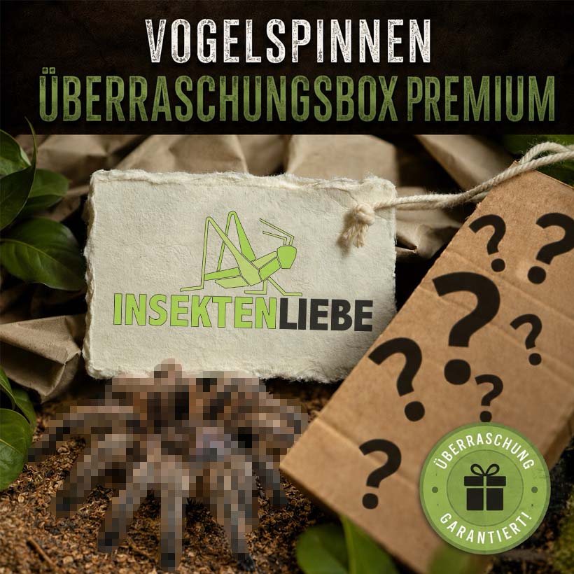 Vogelspinnen-Überraschungsbox Premium