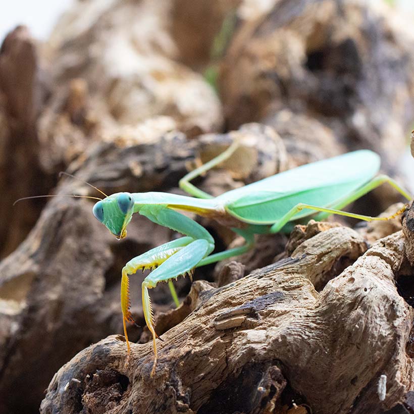 Hierodula spec. „Kalimantan Blue“