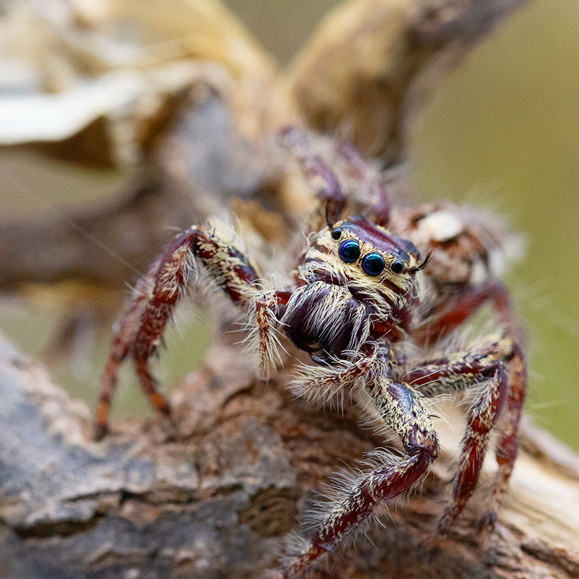 Hyllus giganteus