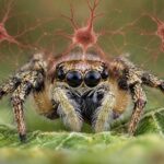 Springspinnen Intelligenz-Beitragsbild