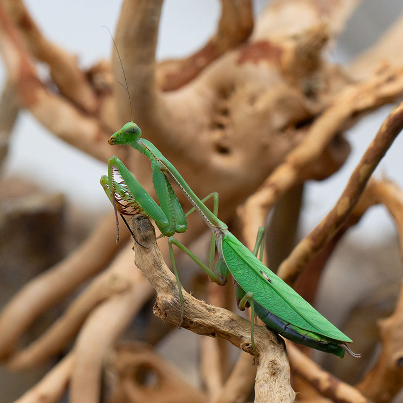 Camelomantis spec.